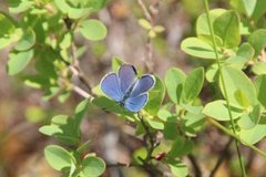 Myrblåvinge (Plebejus optilete)