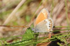 Pearly Heath (Coenonympha arcania)