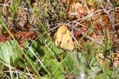 Clouded Buff (Diacrisia sannio)
