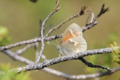 Myrringvinge (Coenonympha tullia)