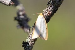 Four-dotted Footman (Cybosia mesomella)