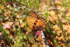 Myrperlemorvinge (Boloria aquilonaris)