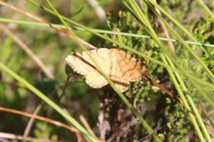 Rannoch Looper (Macaria brunneata)