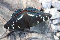 Poplar Admiral (Limenitis populi)