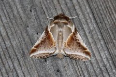 Buff Arches (Habrosyne pyritoides)