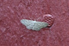 Grå engmåler (Idaea seriata)