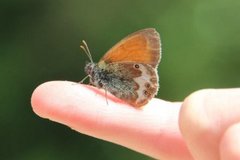 Pearly Heath (Coenonympha arcania)