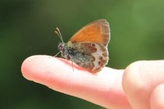 Perleringvinge (Coenonympha arcania)