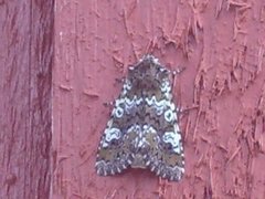 Cameo (Crypsedra gemmea)
