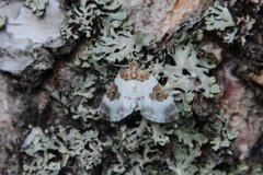 Blue-bordered Carpet (Plemyria rubiginata)