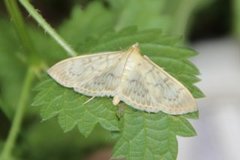 Mother of Pearl (Patania ruralis)