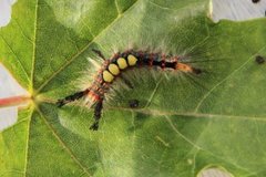The Vapourer (Orgyia antiqua)
