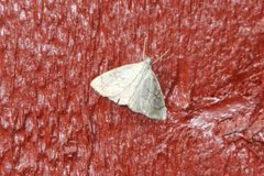 Chequered Straw (Evergestis pallidata)