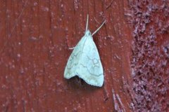 Chequered Straw (Evergestis pallidata)