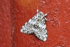 Black Arches (Lymantria monacha)