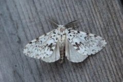 Black Arches (Lymantria monacha)