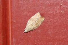 Chequered Fruit-tree Tortrix (Pandemis corylana)