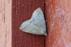 Gråbrunt viftefly (Herminia tarsipennalis)