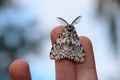 Black Arches (Lymantria monacha)