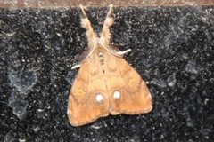 The Vapourer (Orgyia antiqua)