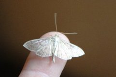 Mother of Pearl (Patania ruralis)