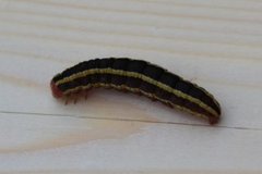 Broom Moth (Ceramica pisi)