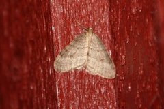 Northern Winter Moth (Operophtera fagata)