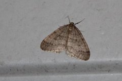 Northern Winter Moth (Operophtera fagata)