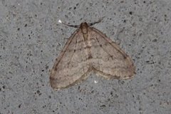 Northern Winter Moth (Operophtera fagata)
