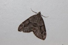 Spruce Carpet (Thera variata)