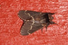 December Moth (Poecilocampa populi)