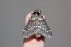 December Moth (Poecilocampa populi)