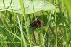 Burnet Companion (Euclidia glyphica)
