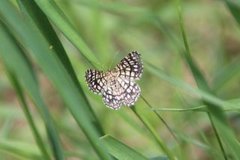 Rutemåler (Semiothisa clathrata)