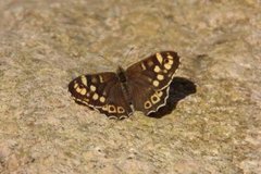 Speckled Wood (Pararge aegeria)