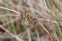 Common Heath (Ematurga atomaria)