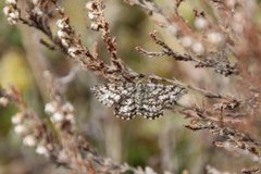 Common Heath (Ematurga atomaria)