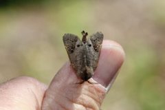 Scarce Chocolate-tip (Clostera anachoreta)