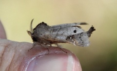 Scarce Chocolate-tip (Clostera anachoreta)