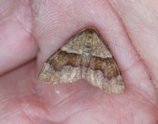 Barred Umber (Plagodis pulveraria)