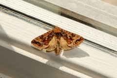 Beautiful Golden Y (Autographa pulchrina)