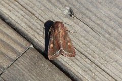 Bright-line Brown-eye (Lacanobia oleracea)