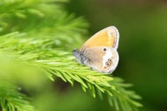 Pearly Heath (Coenonympha arcania)