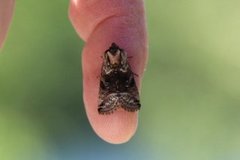 The Spectacle (Abrostola tripartita)