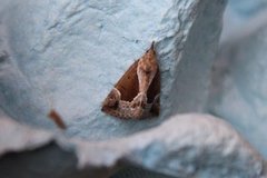 Beautiful Snout (Hypena crassalis)