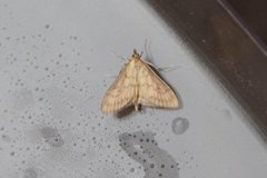 Bordered Pearl (Paratalanta pandalis)