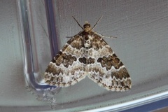 Broken-barred Carpet (Electrophaes corylata)