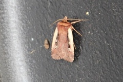 Flame Shoulder (Ochropleura plecta)