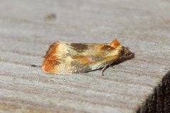Brassy Tortrix (Eulia ministrana)