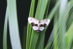 Purple Bar (Cosmorhoe ocellata)